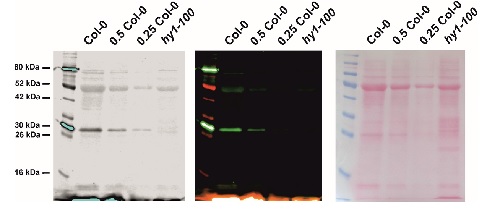 western blot using anti-HY1 antibodies